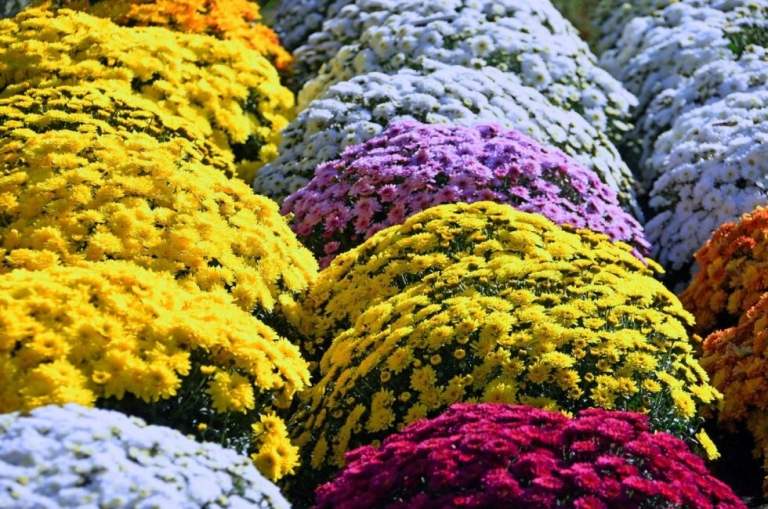 FLEURS-TOUSSAINT-980×650